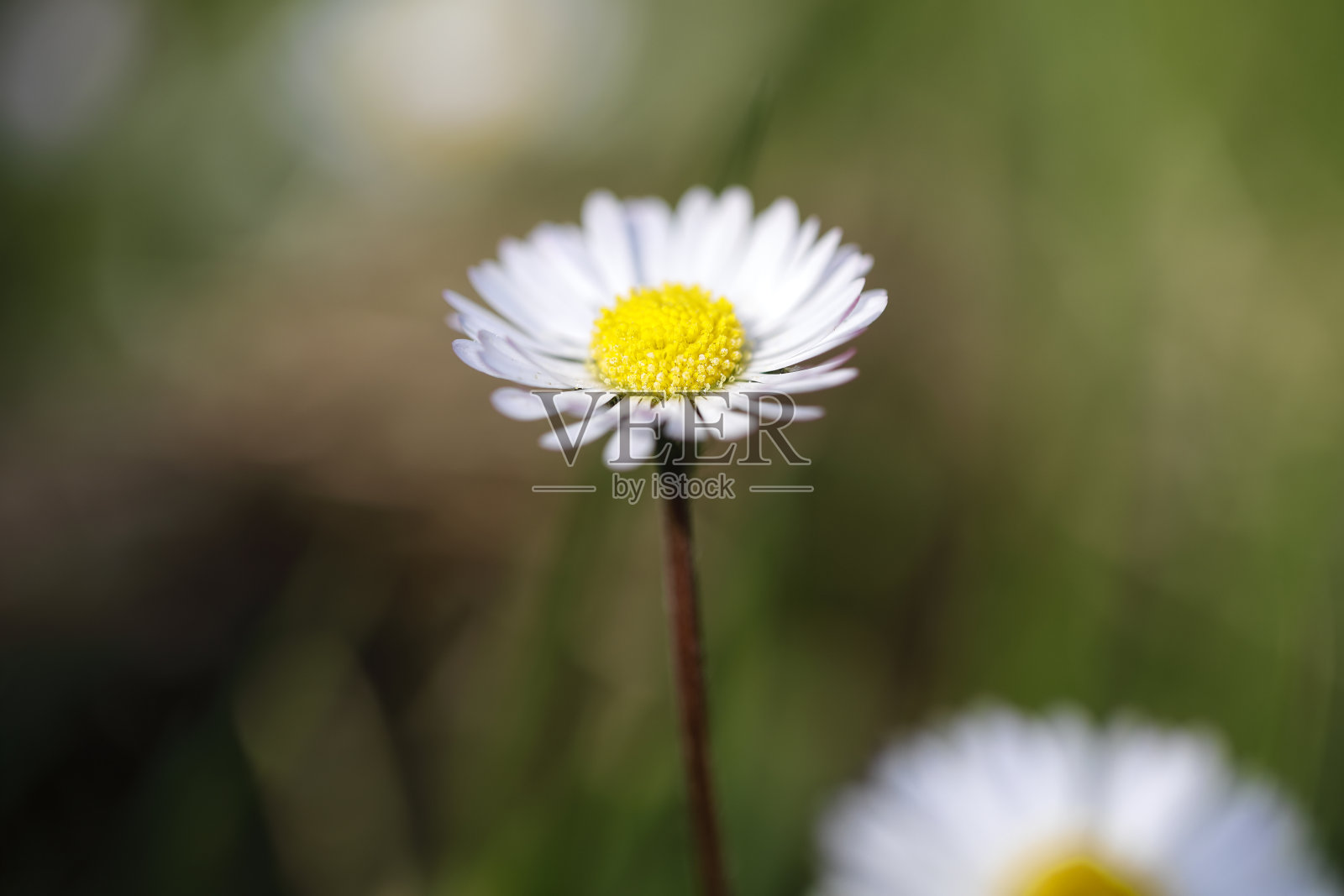 近距离观察单瓣常见的白色雏菊照片摄影图片