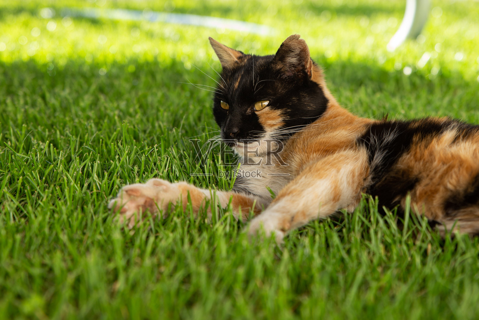 猫在绿色的草地上照片摄影图片