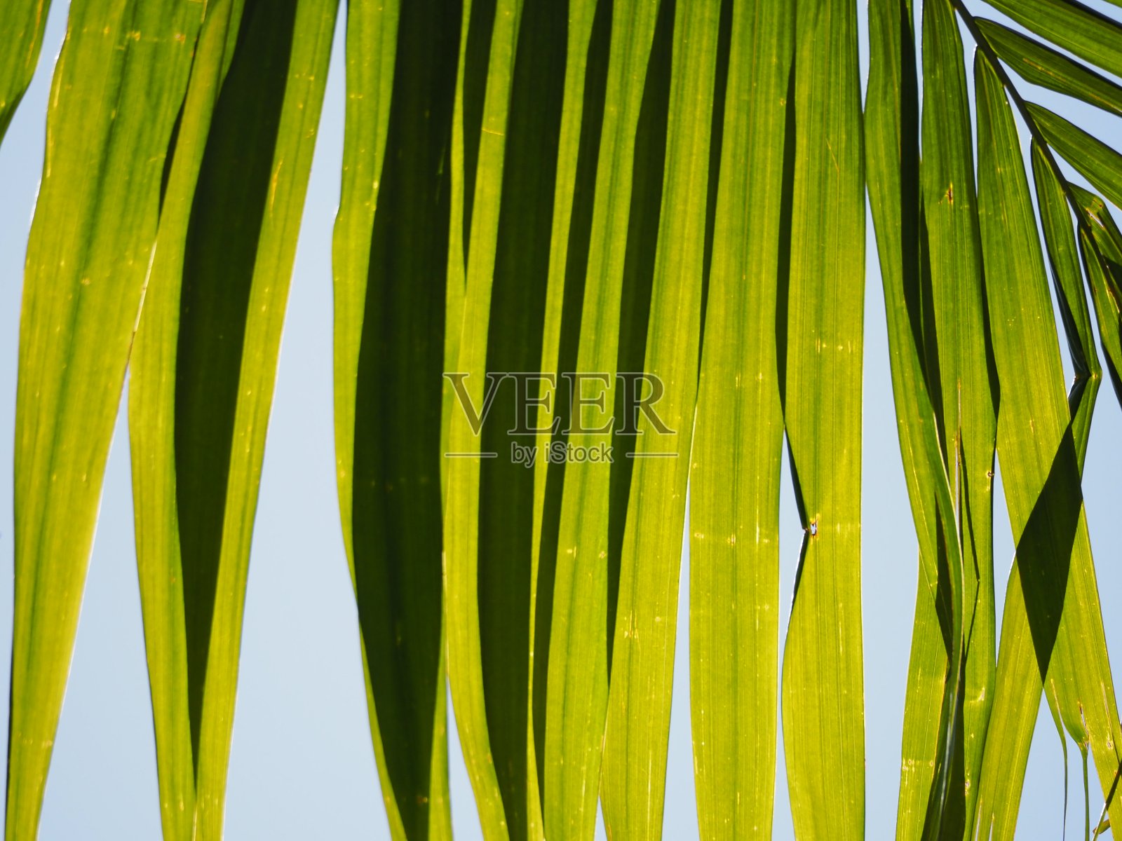 棕榈树叶照片摄影图片