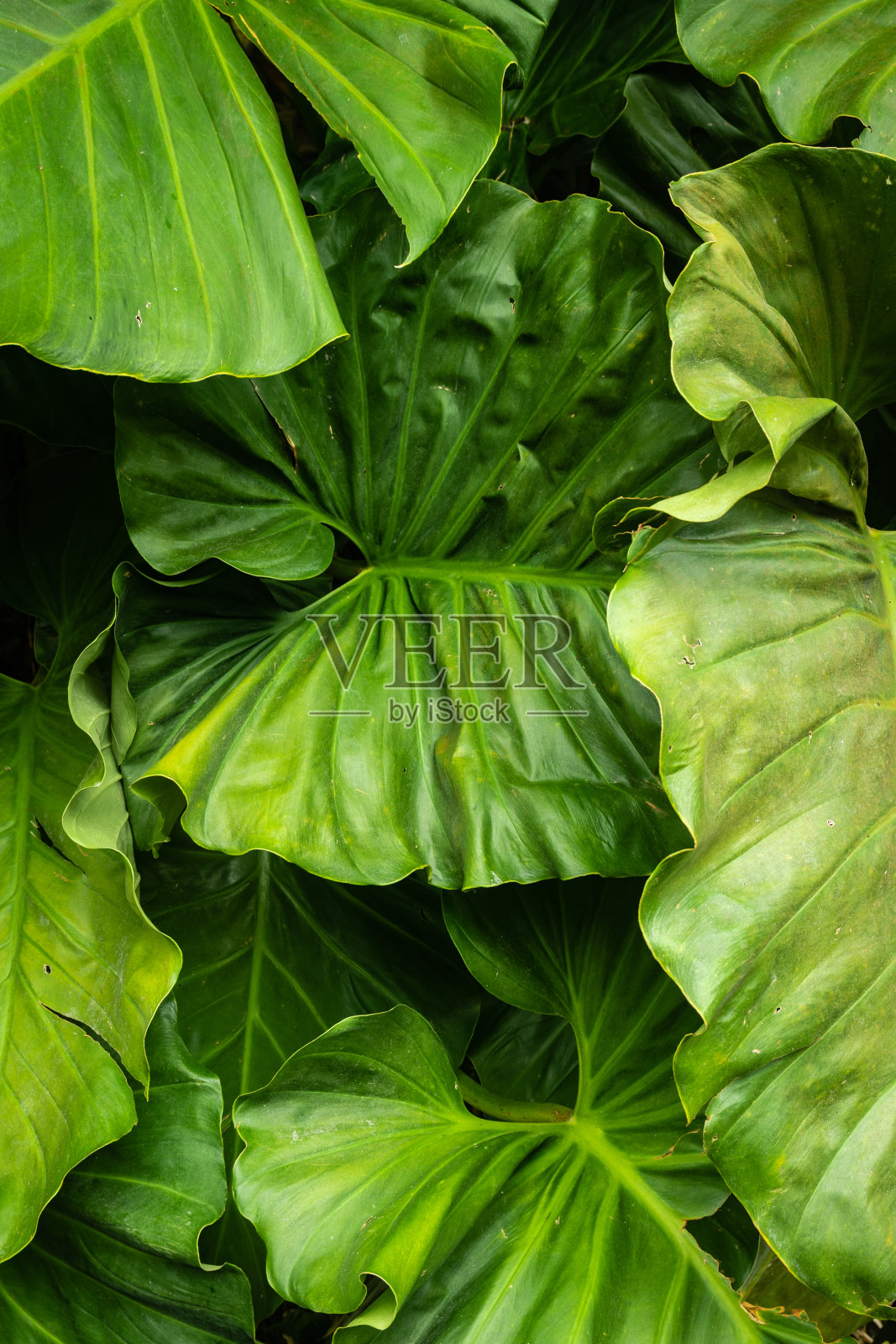 塞舌尔群岛的丛林里有很多大的热带树叶照片摄影图片