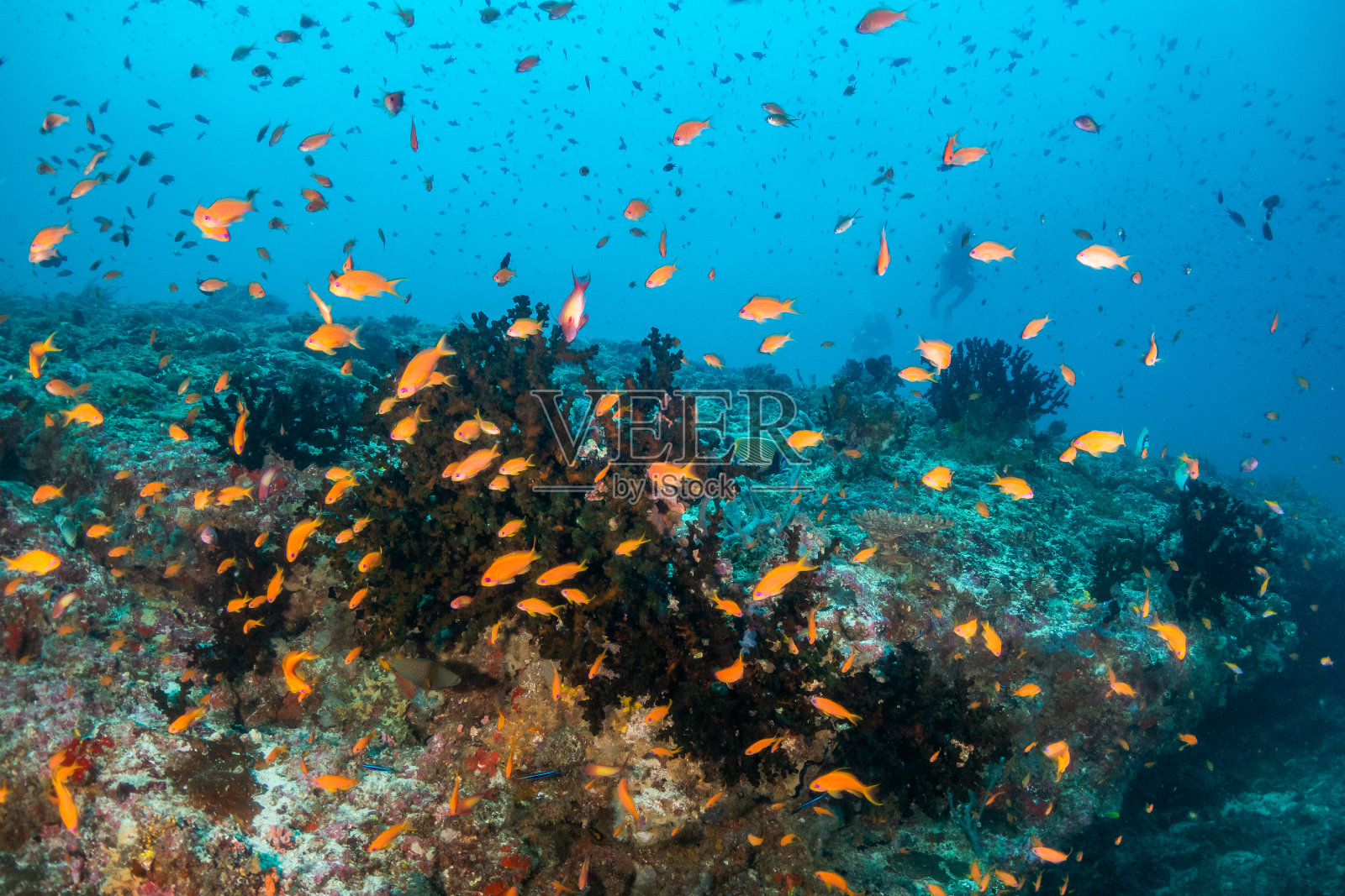 鱼群围绕着五彩缤纷的珊瑚礁照片摄影图片