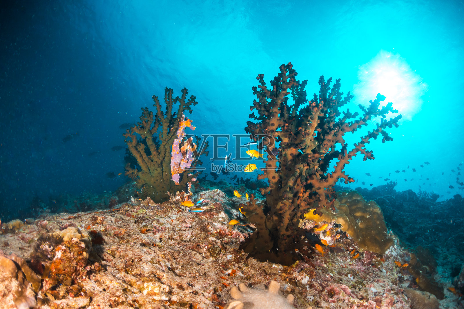 水下硬珊瑚地层照片摄影图片