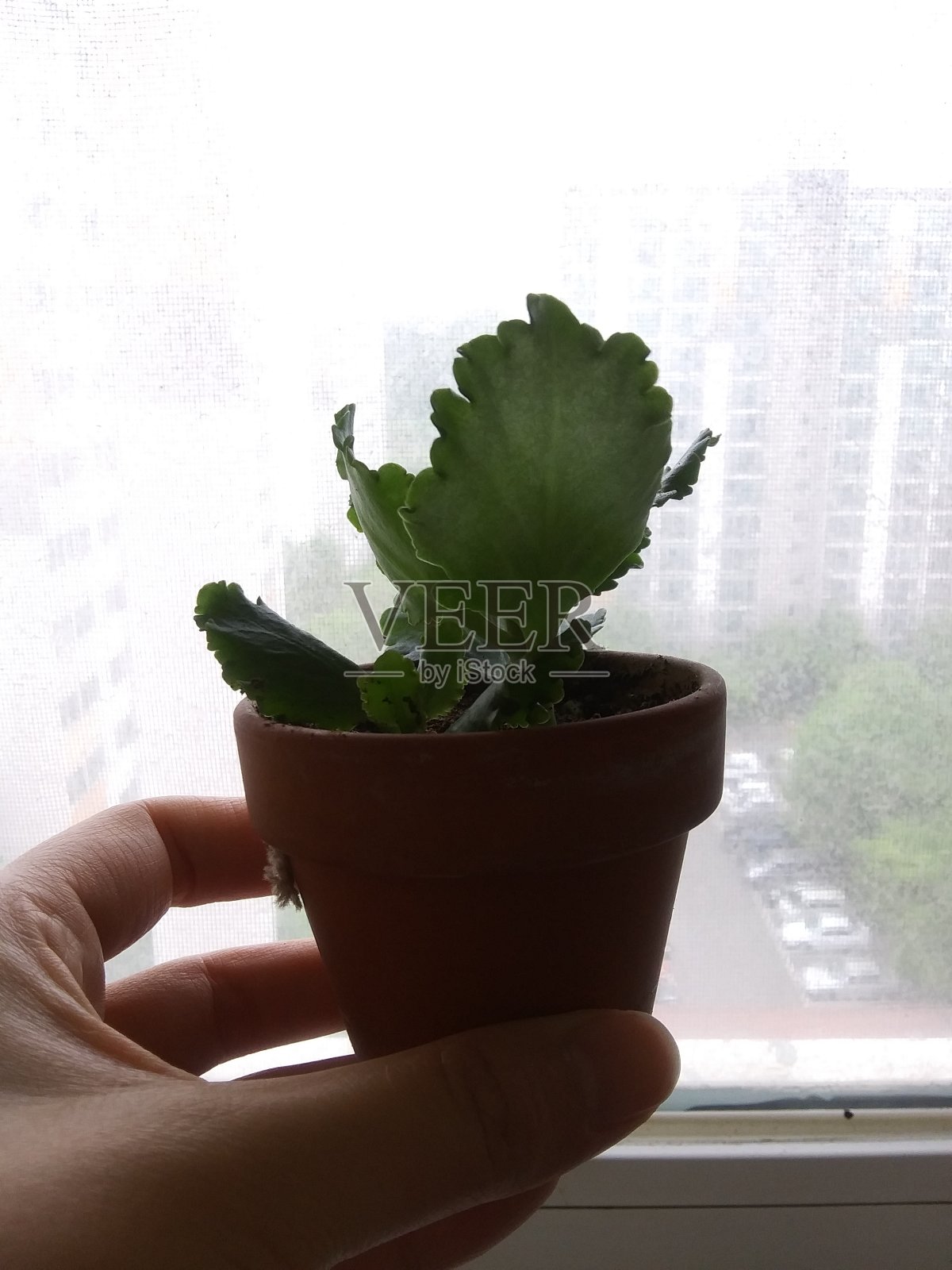 早上好照片摄影图片