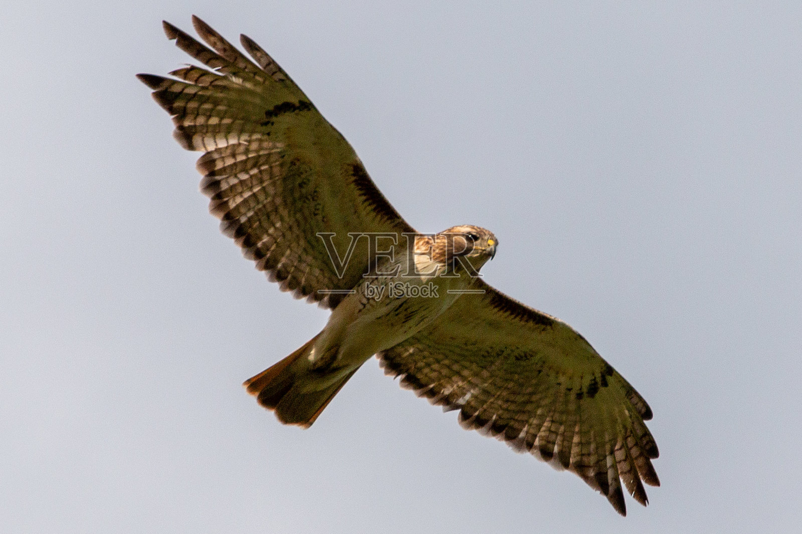 鹰在飞行中照片摄影图片