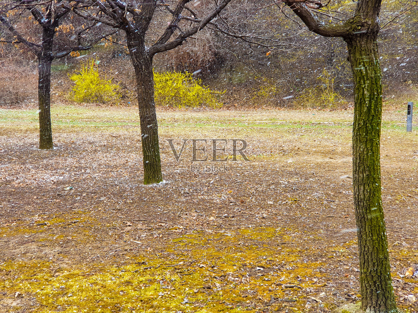 冬天的最后几天照片摄影图片