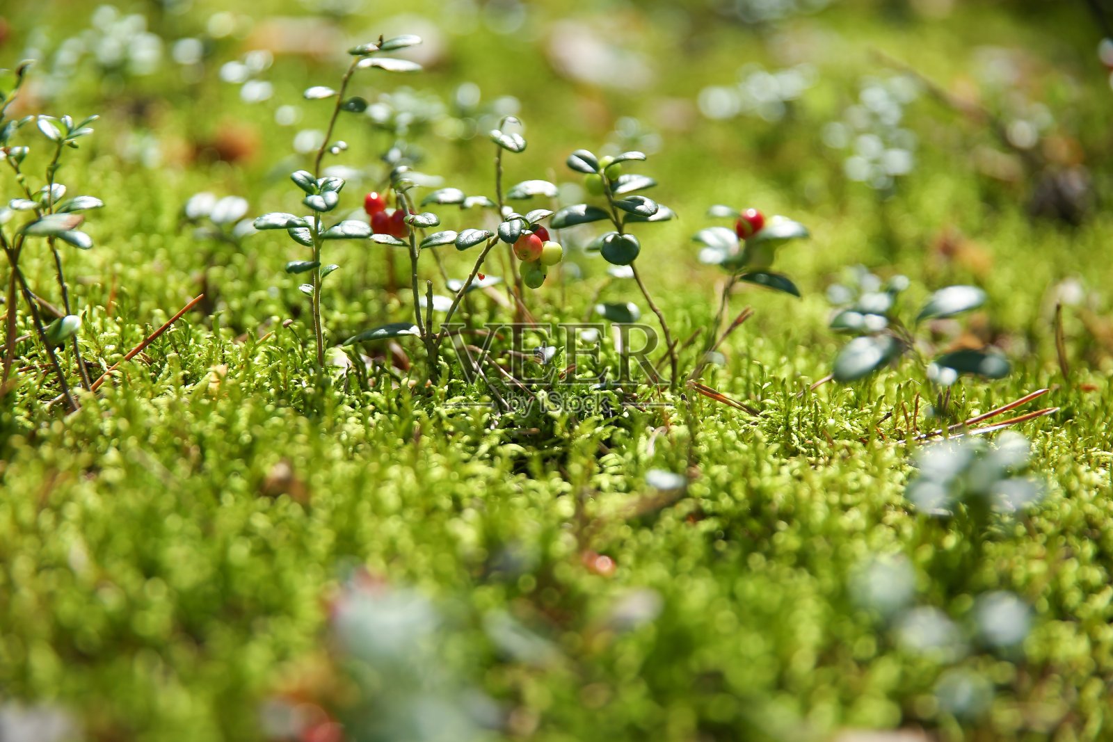 森林中灌木上越橘的红色浆果照片摄影图片