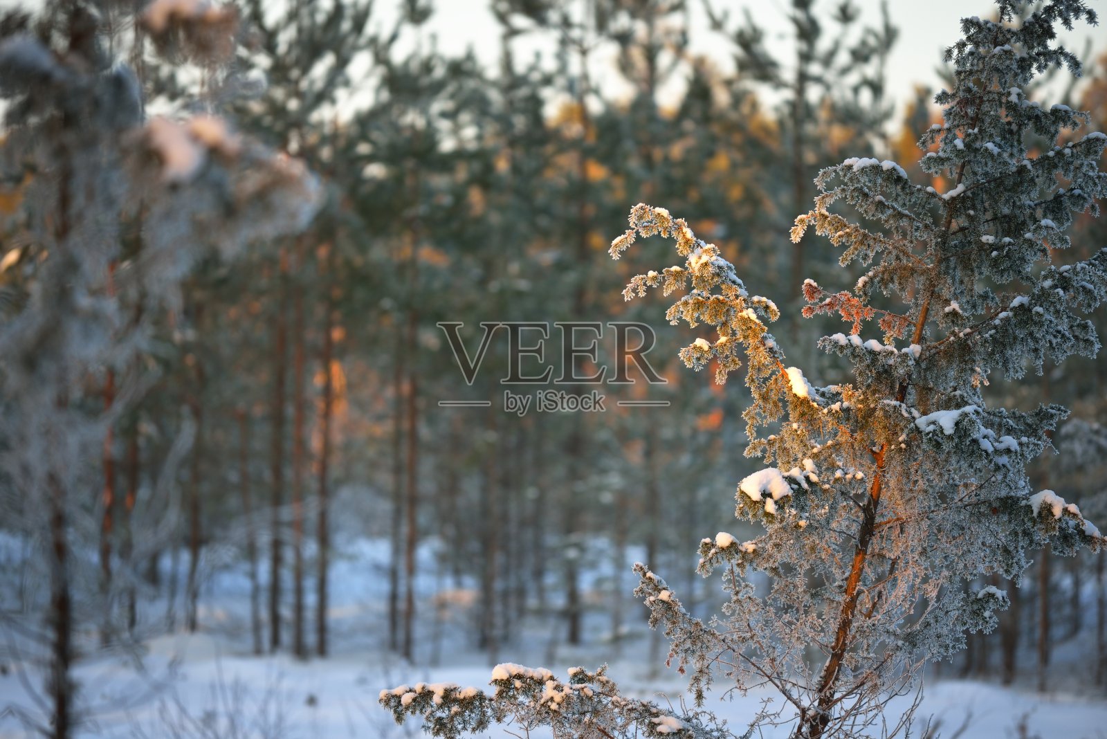 白雪覆盖的分支特写。日落时的杜松、云杉和松树。暴风雪后的针叶林。阳光透过树干闪闪发光。冬季仙境。芬兰照片摄影图片