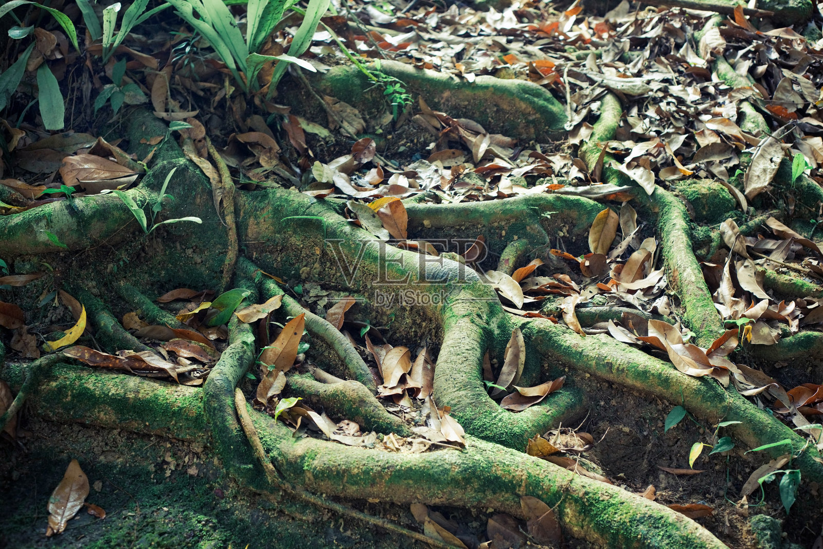 根部附近地上的枯叶照片摄影图片