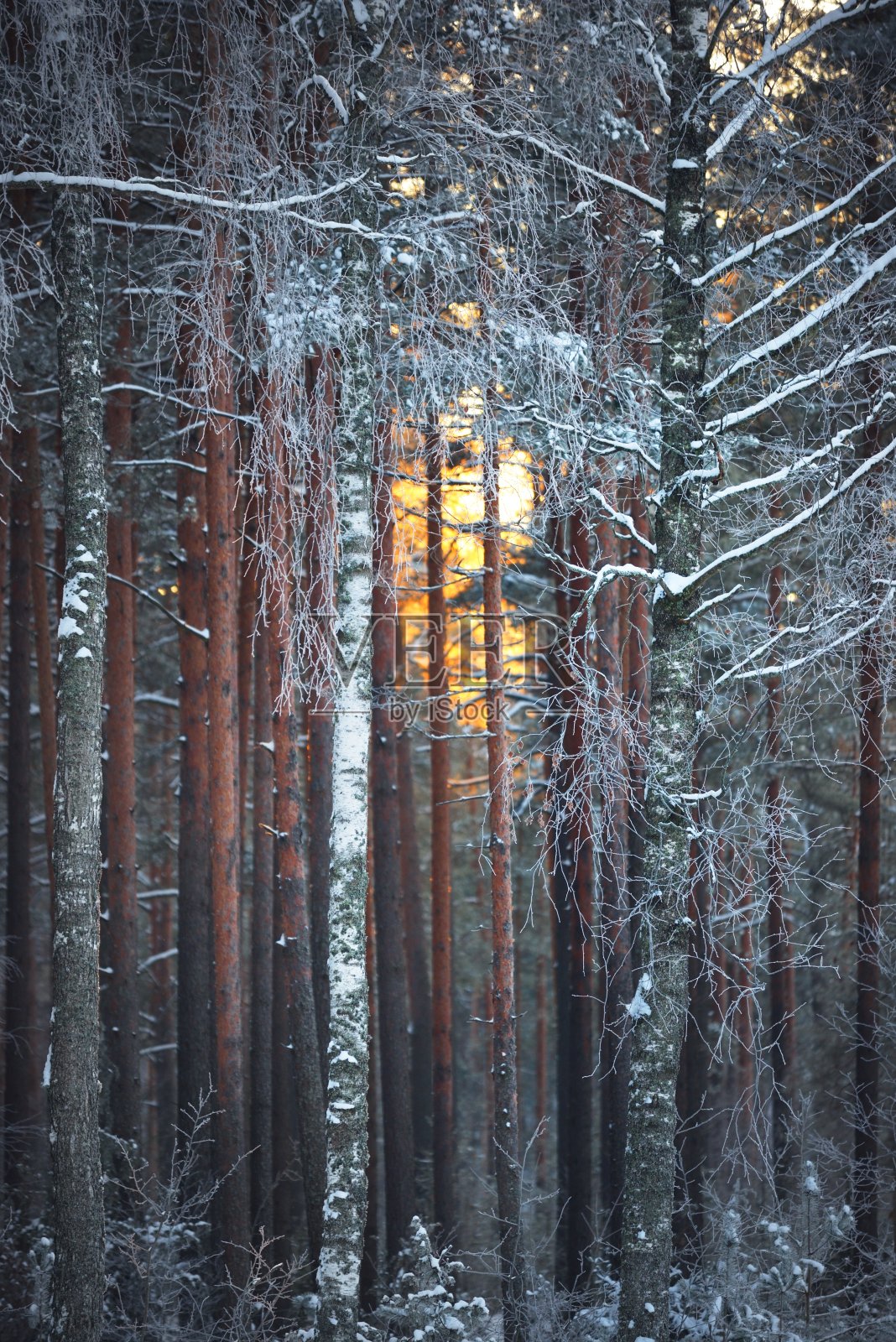 日落时分在针叶林中由松树、云杉和桦树组成的墙。金色的夕阳透过树干照耀着。黑暗森林童话。冬季仙境。芬兰照片摄影图片