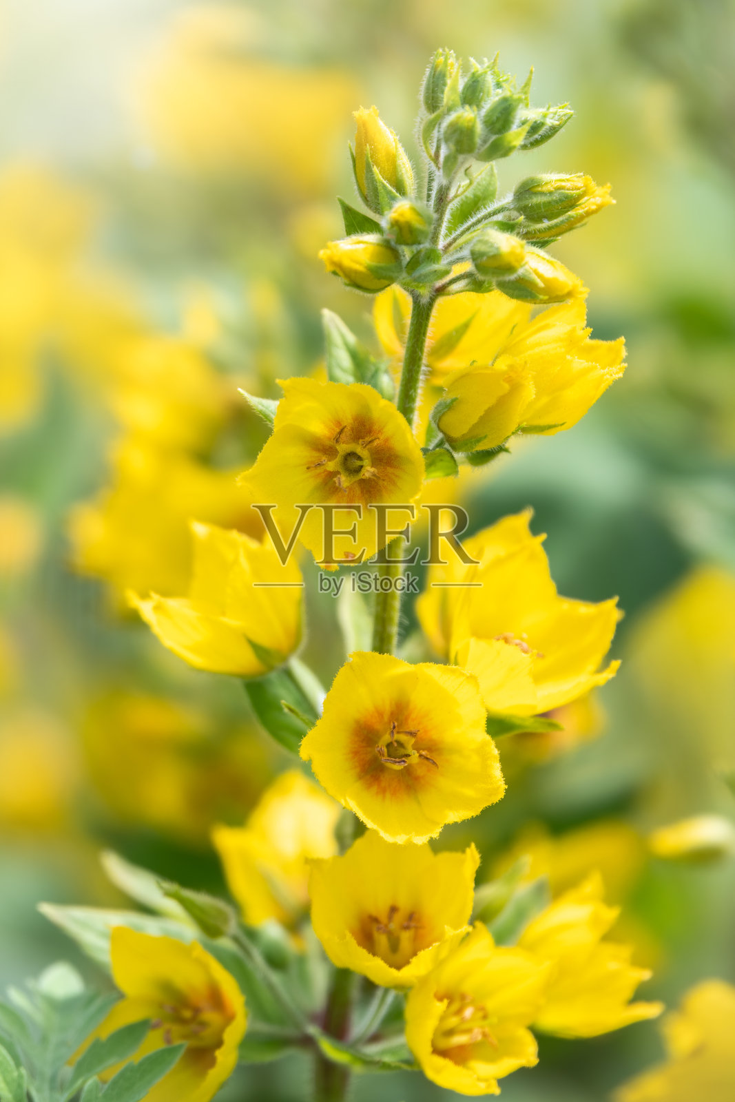 黄铃花，斑点松瓣，大黄色松瓣或斑点松瓣夏季特写。照片摄影图片