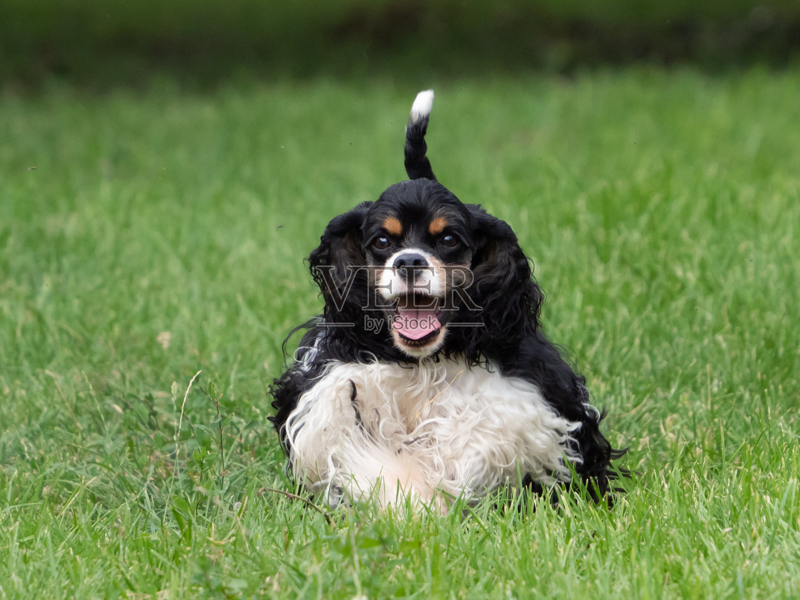 一只小狗在绿色的草地上跑。照片摄影图片