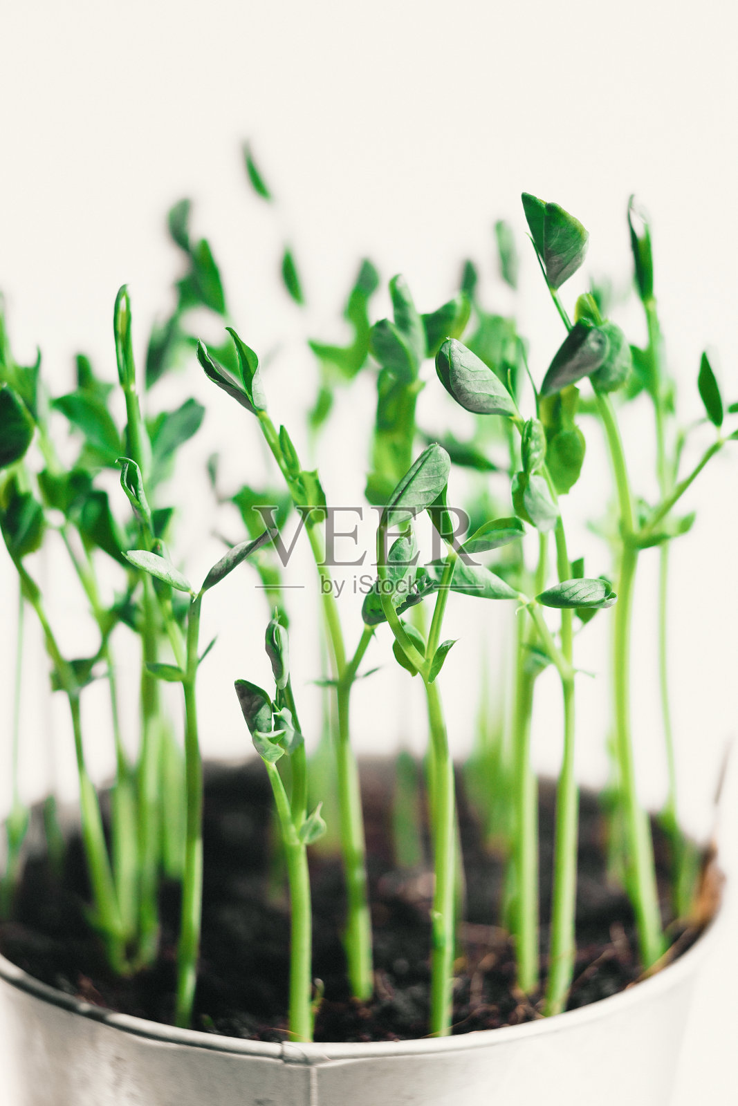 微豌豆芽。生芽、微绿色蔬菜、健康饮食理念。自家种植的超级食物照片摄影图片