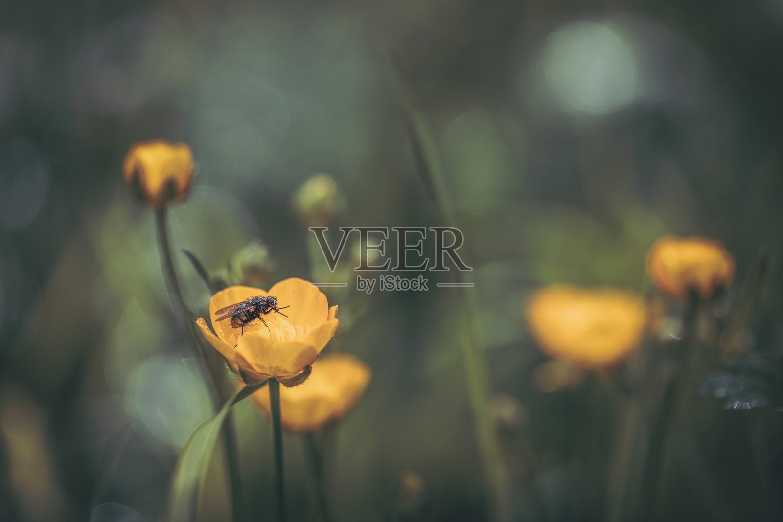 毛茛花在草地上暗染照片摄影图片