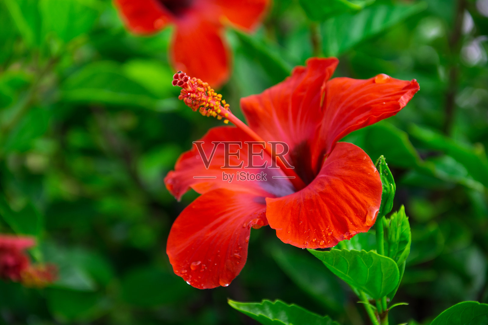 红色的木槿花与绿色的叶子相衬。自然背景。有选择性的重点照片摄影图片