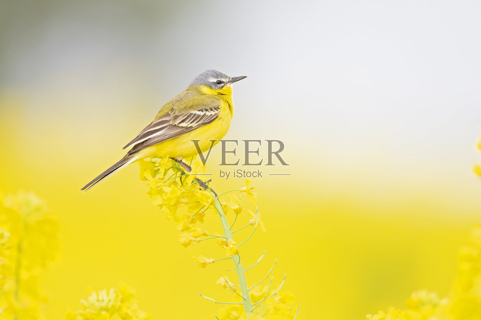 一条成年黄鹡犬栖息在油菜籽田的花苞上，放声歌唱。照片摄影图片