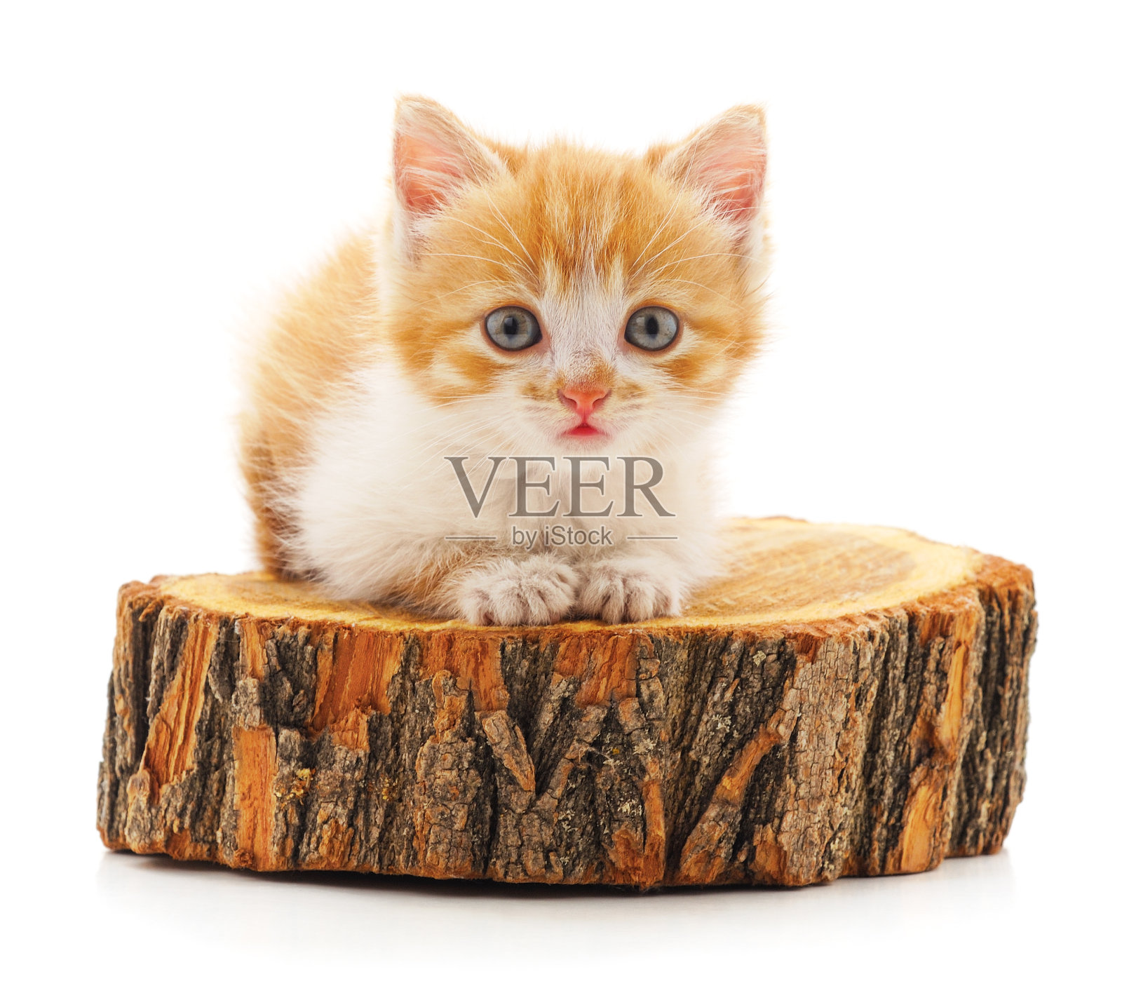 小猫在树桩上。照片摄影图片