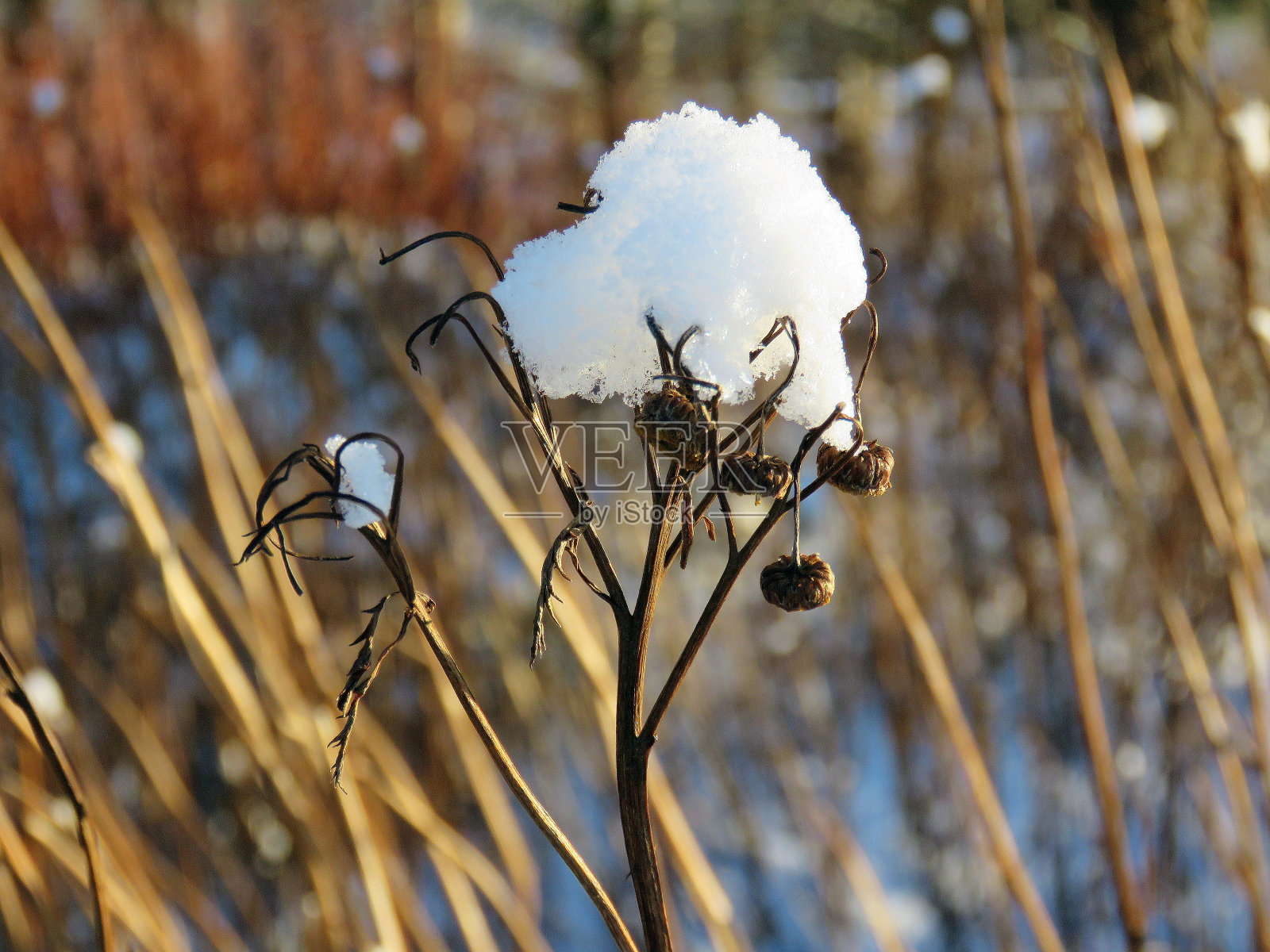 植物特写冬天的场景照片摄影图片