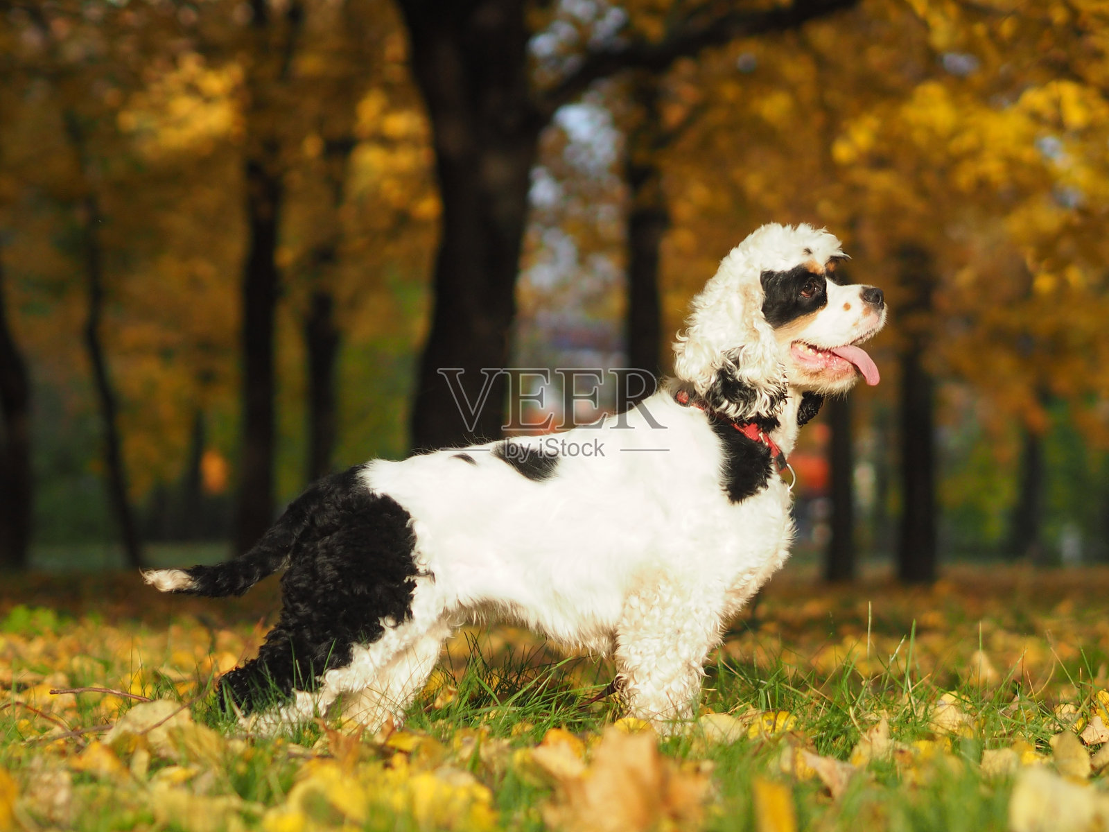一个阳光明媚的秋天，一只狗在金色的树叶中的肖像。照片摄影图片