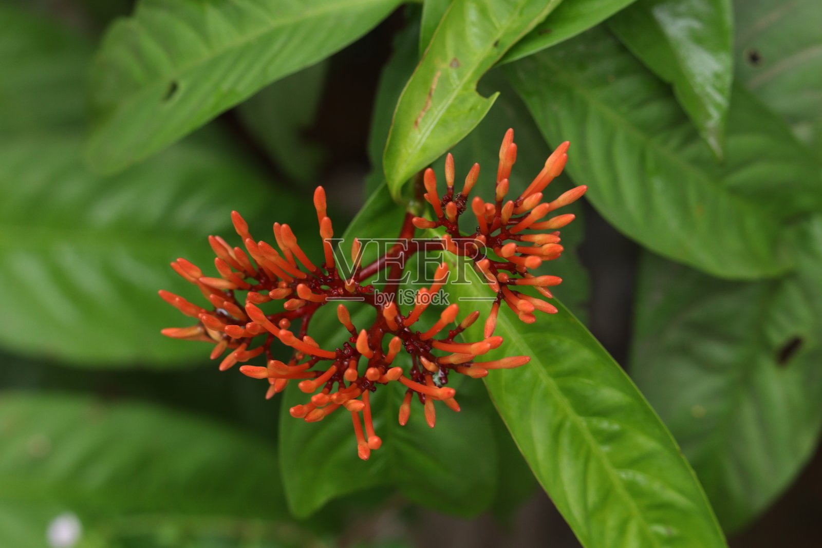 喀拉拉邦的橙色ixora花照片摄影图片