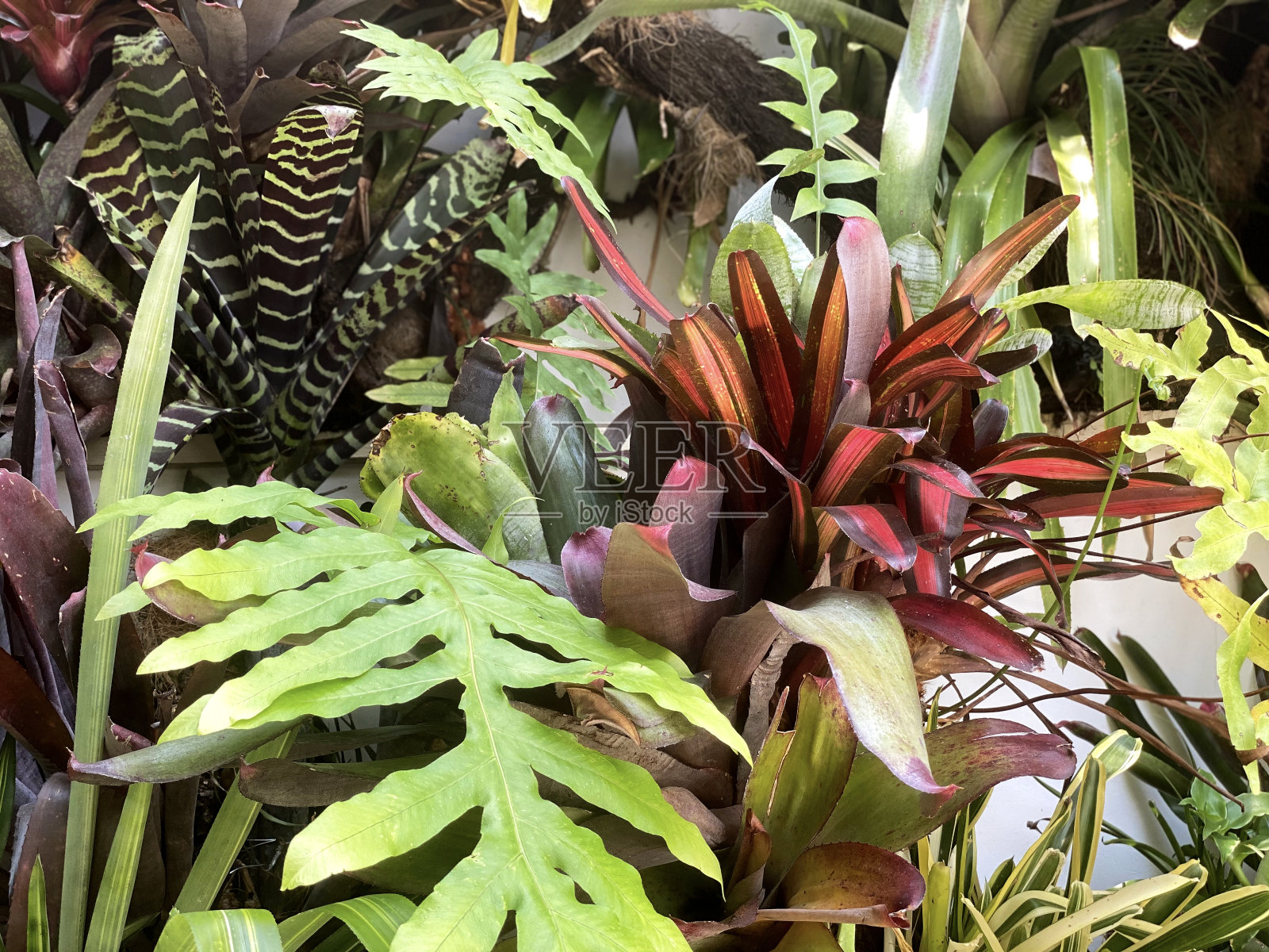 凤梨科植物植物照片摄影图片