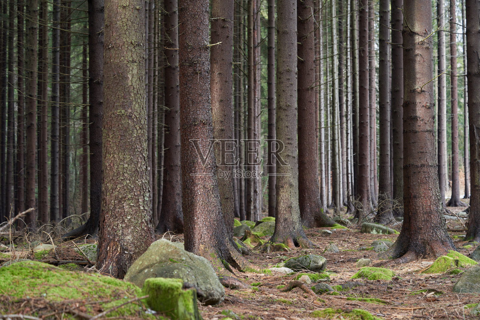 云杉风景优美。晴天的云杉森林。地上有针、苔藓和岩石。照片摄影图片