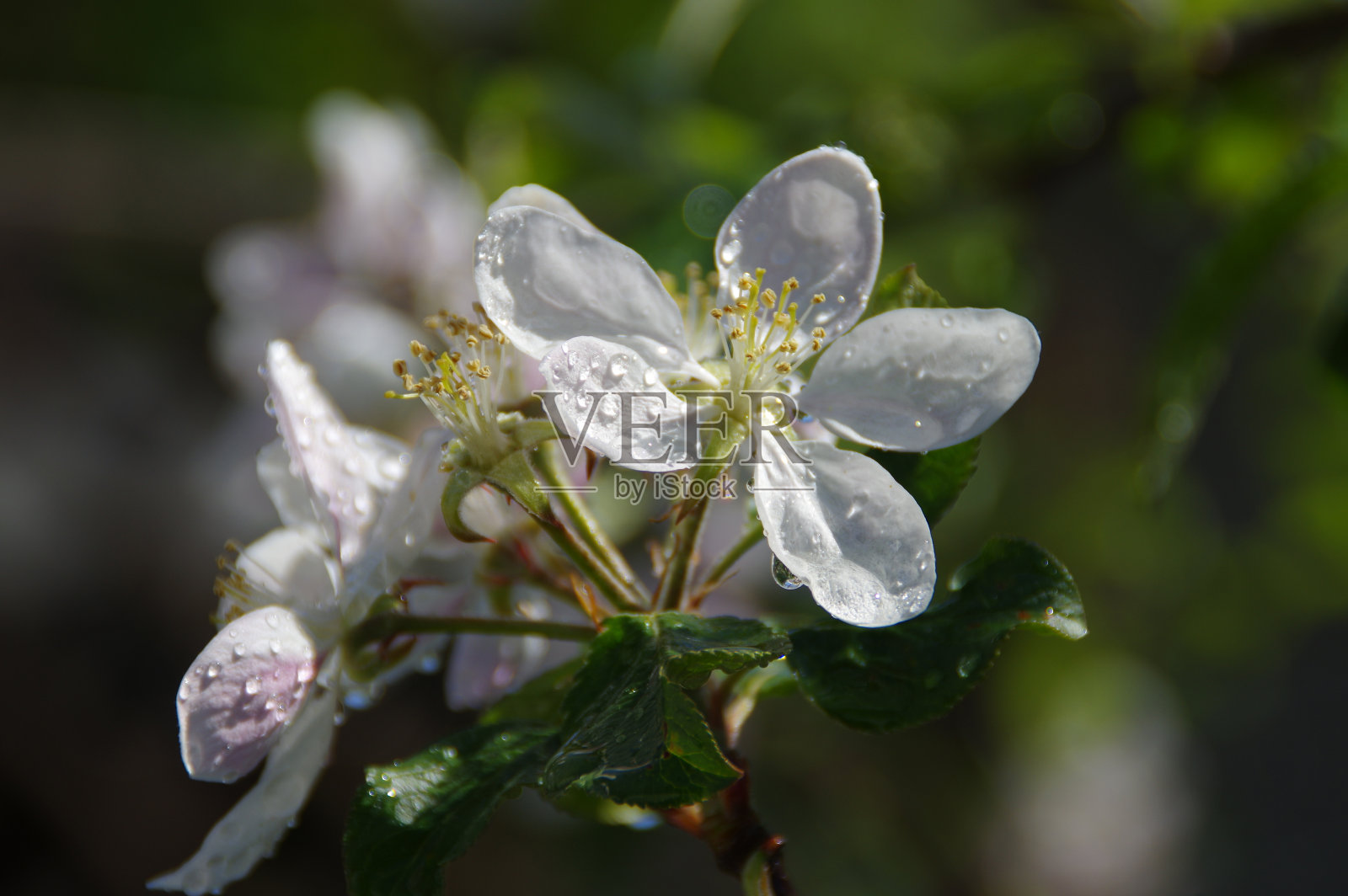 雨后水滴在苹果花上照片摄影图片