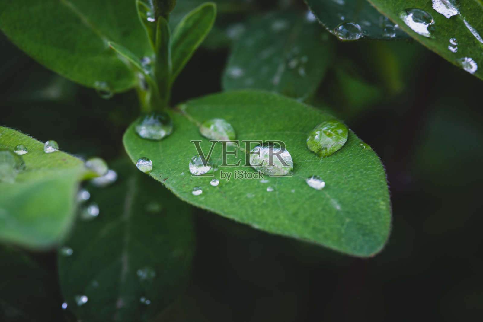 雨后的雨滴落在植物的叶子上照片摄影图片
