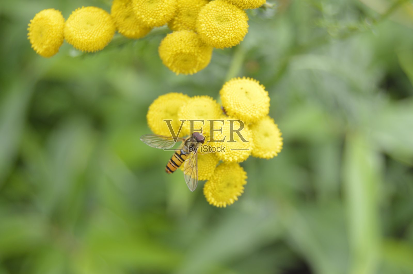 黄色的花上有一只昆虫，背景模糊不清照片摄影图片
