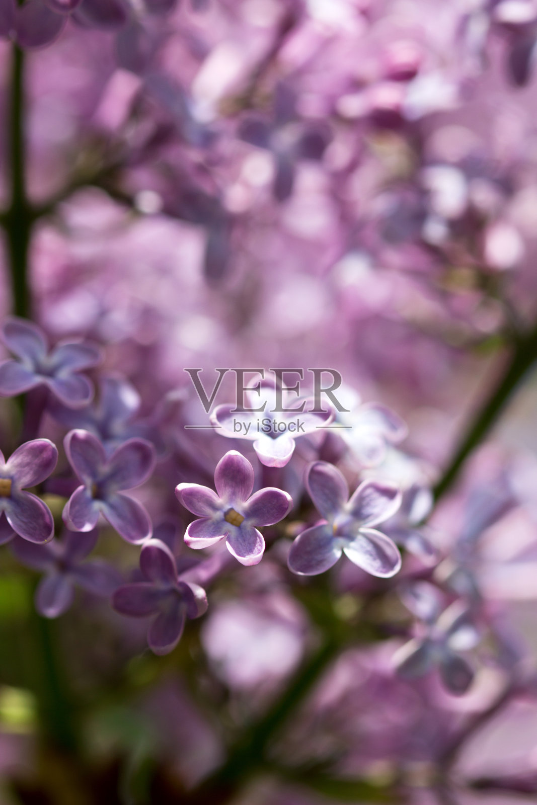 丁香枝上有五个花瓣，象征着好运。照片摄影图片