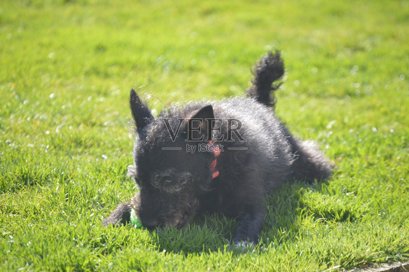在后花园草地上的一只狗(佩蒂代尔梗)照片摄影图片