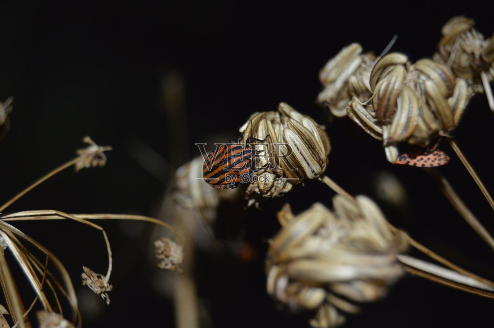一朵蓝色的花，背景模糊，背景以绿色为主照片摄影图片