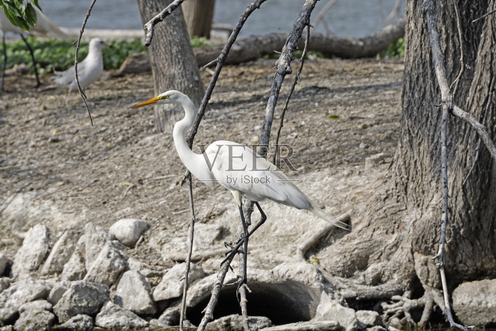 栖息在树枝上的大白鹭照片摄影图片