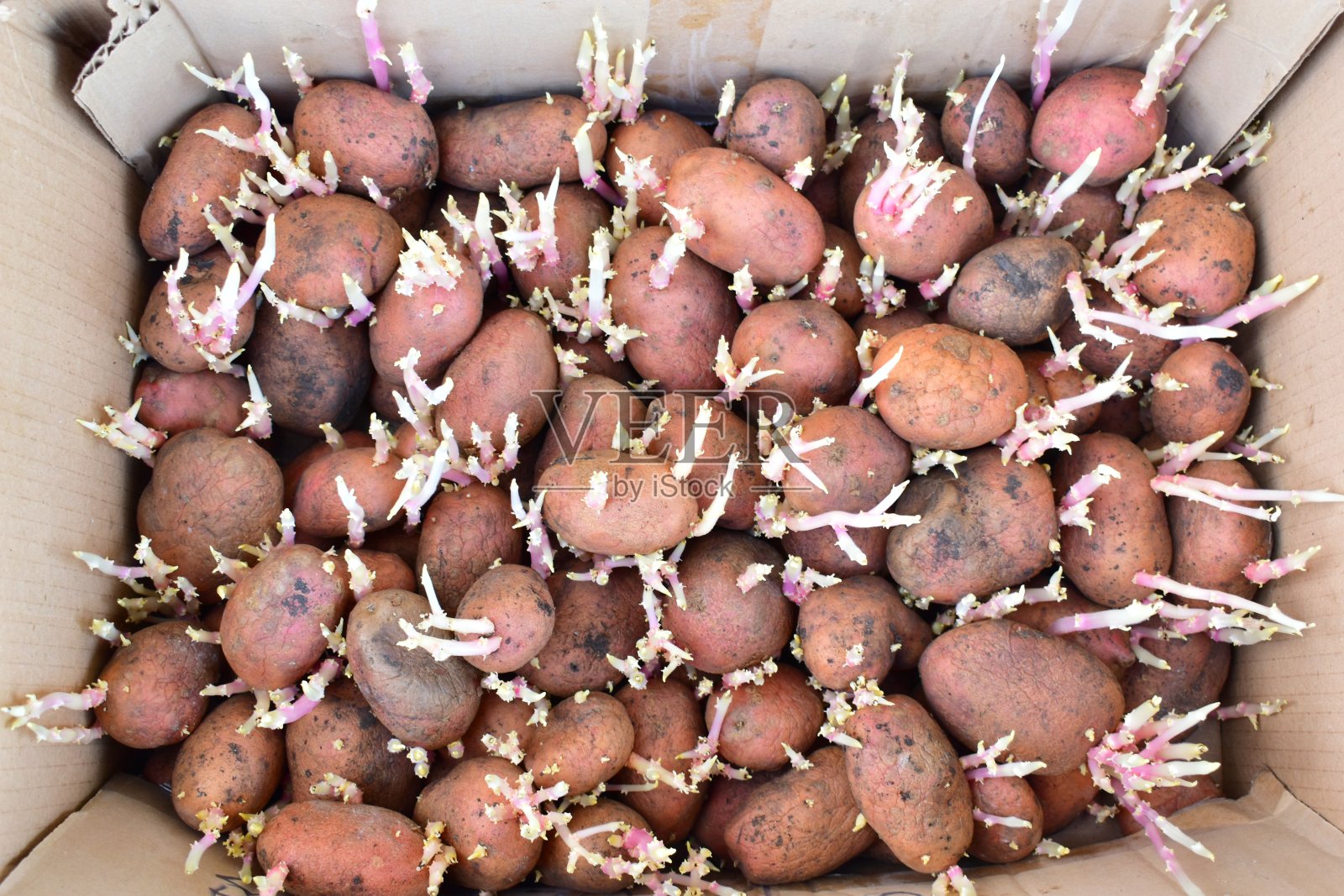 已发芽的马铃薯幼苗在种植前装入箱中照片摄影图片