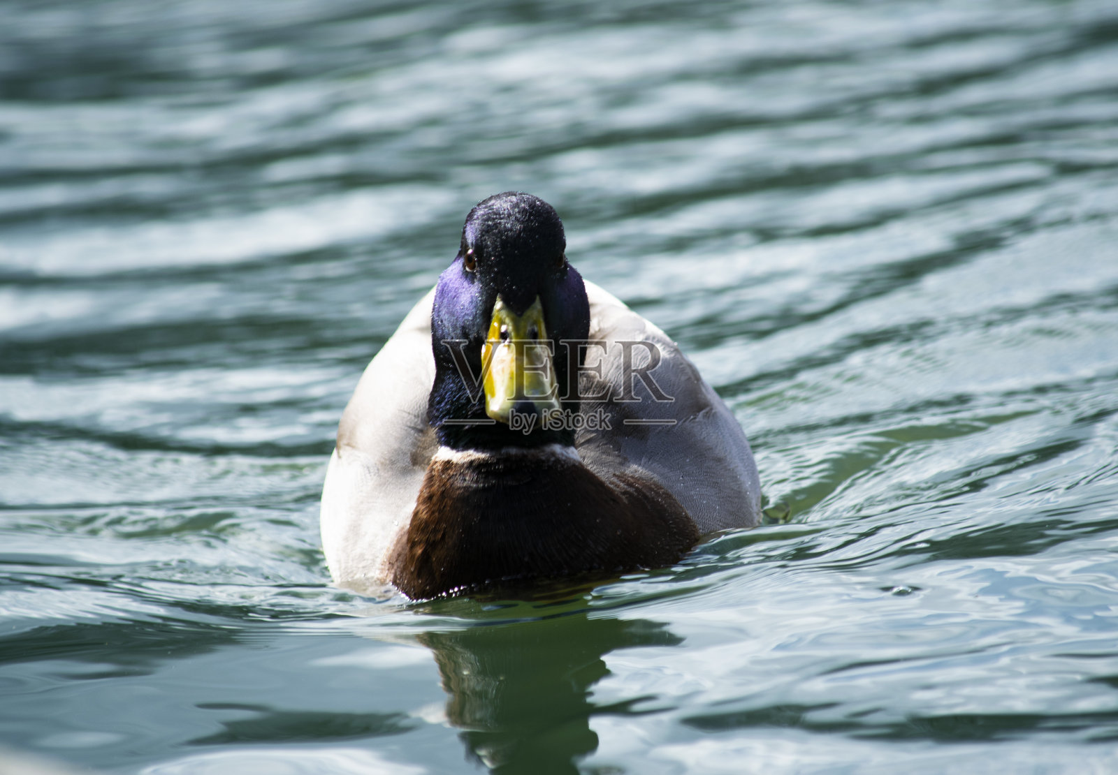 鸭子的肖像照片摄影图片