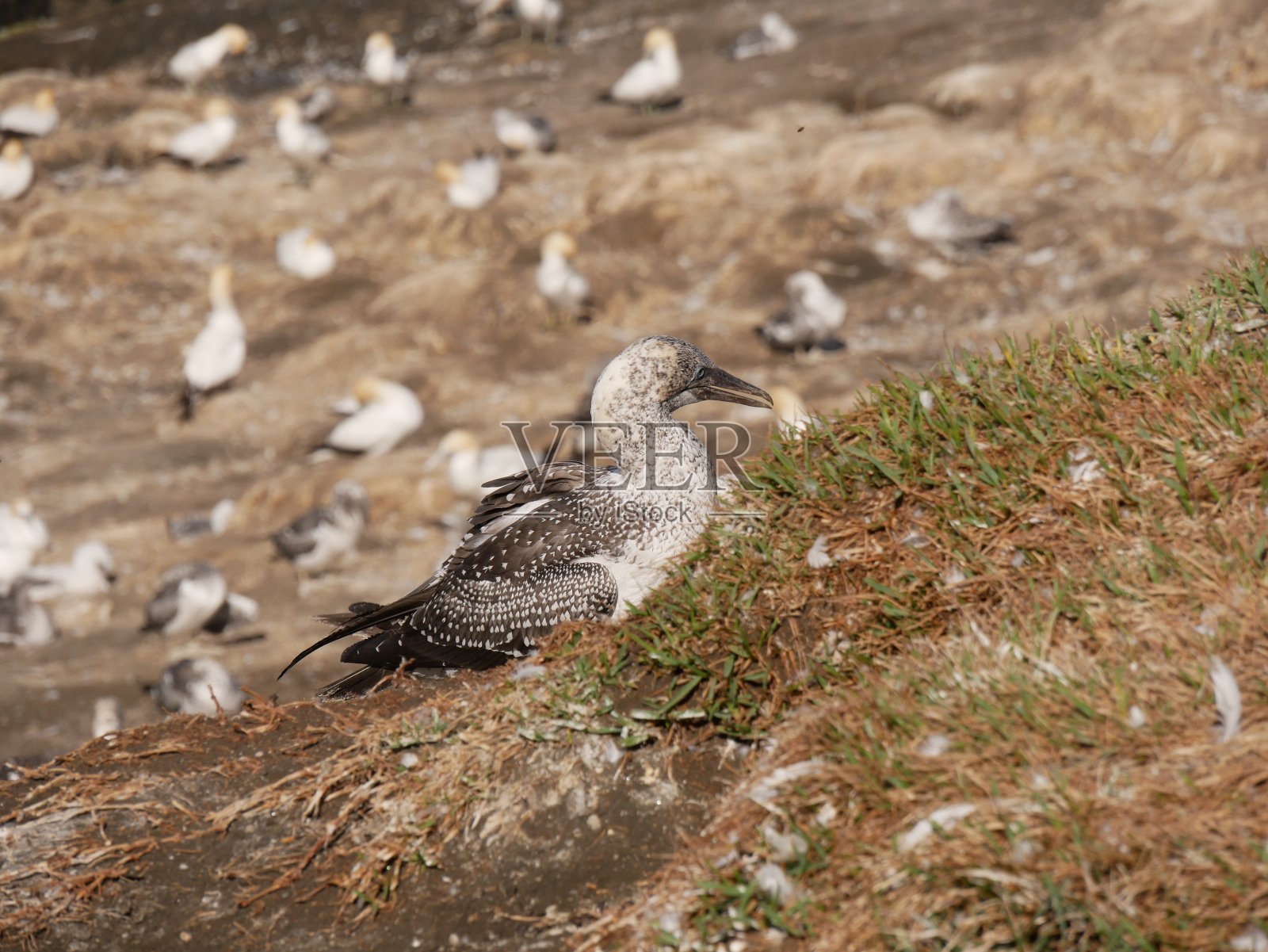 野生小鲣鸟和其他鸟类在背后照片摄影图片