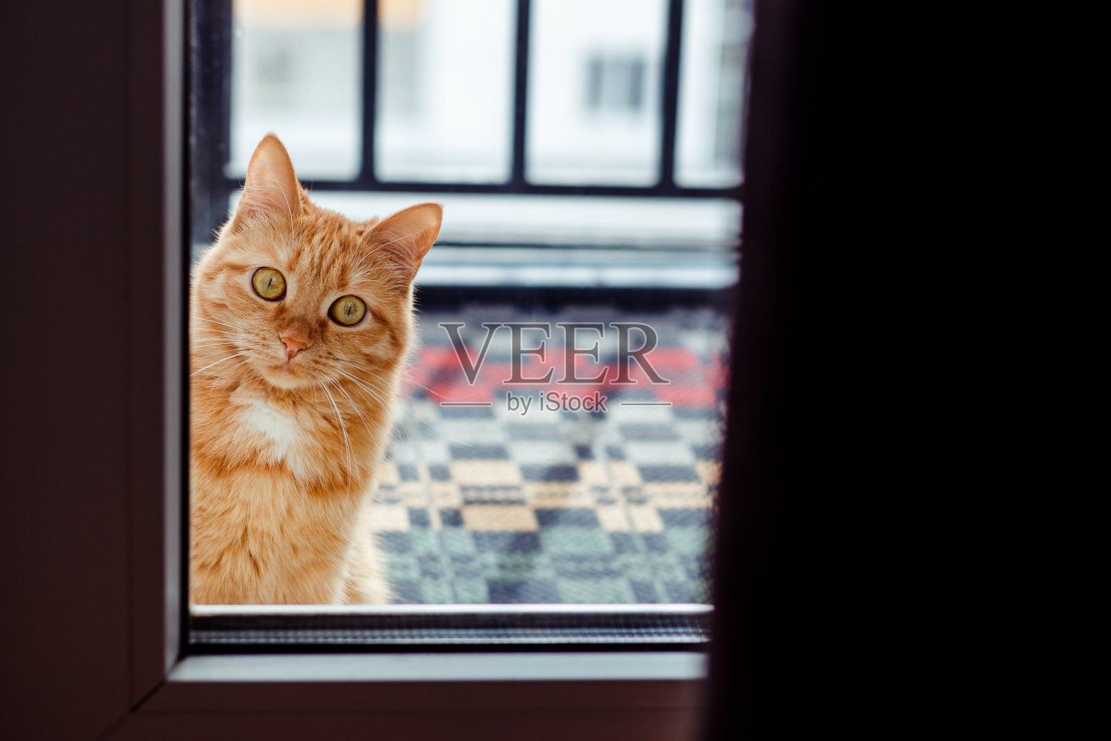 小姜猫坐在阳台上，透过玻璃门往外看。照片摄影图片