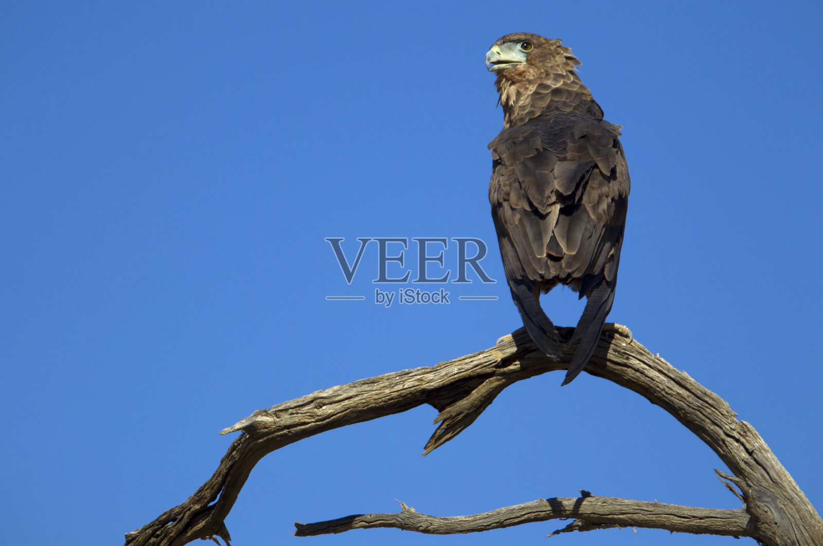 鸟照片摄影图片