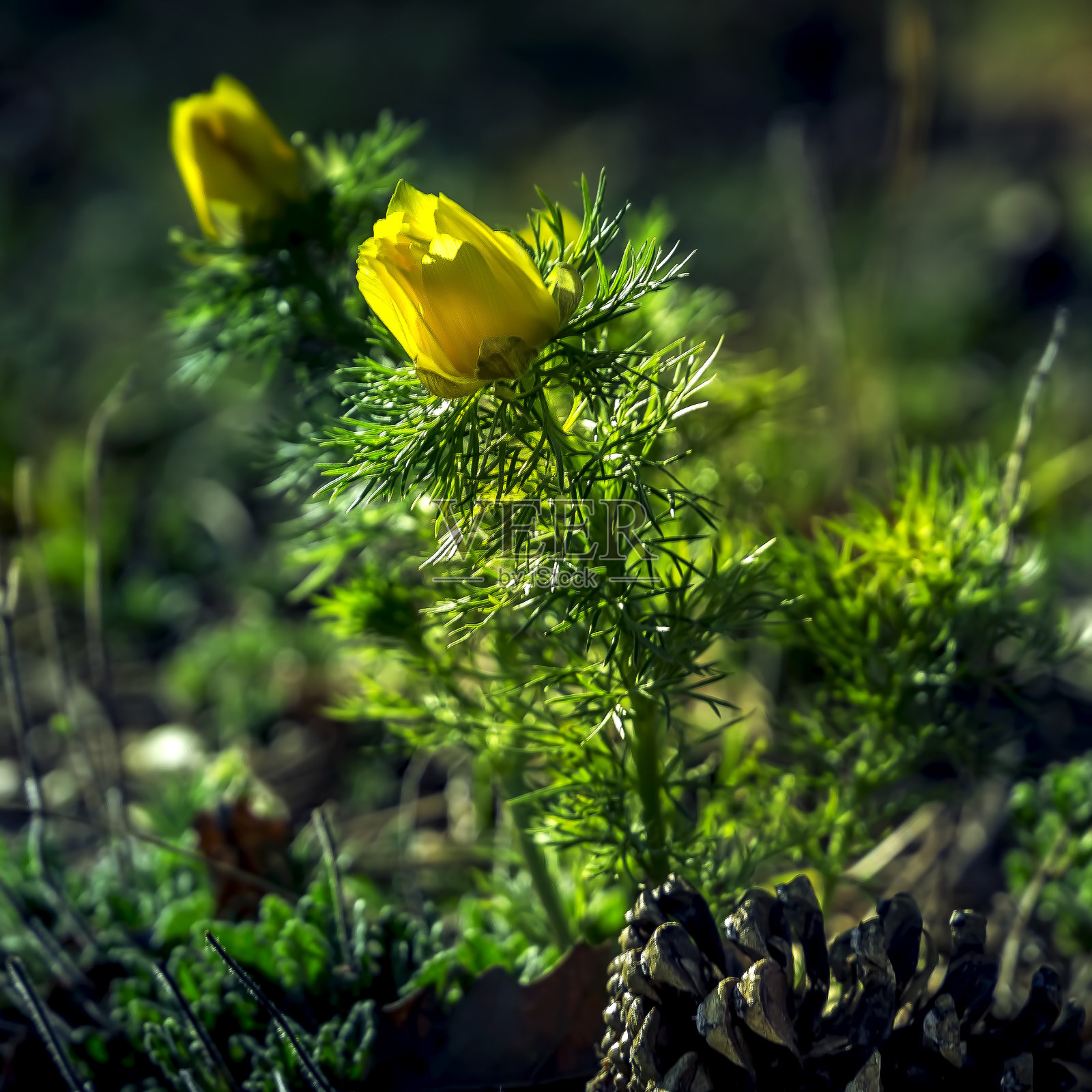 春天第四阿多尼斯。照片摄影图片