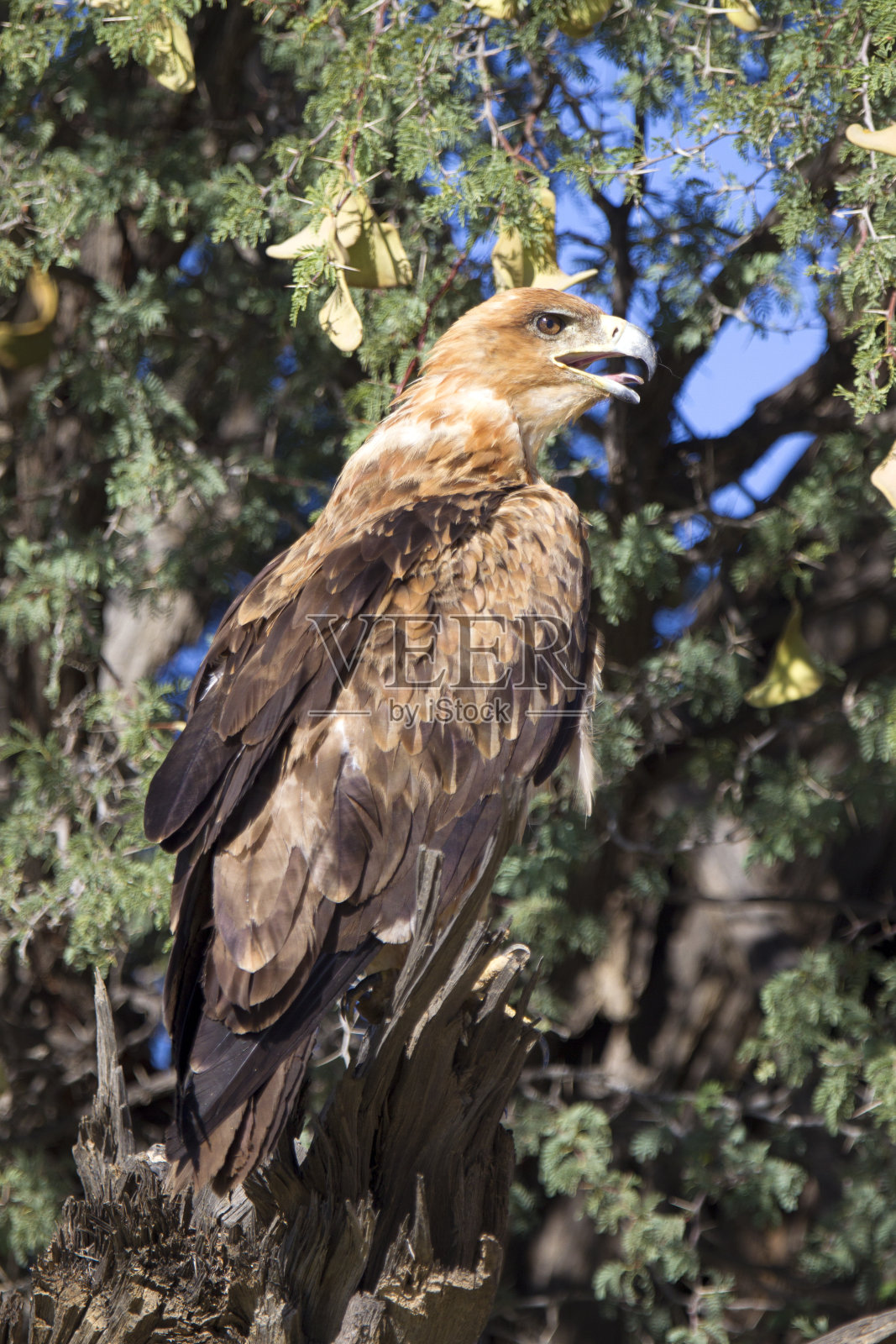 鸟照片摄影图片
