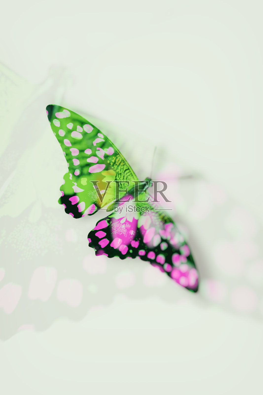 美丽的自然黄色蝴蝶与蓝色斑点孤立在白色的背景照片摄影图片