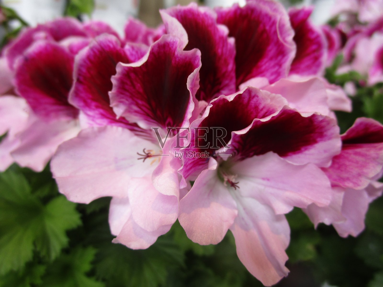 紫色杜鹃花特写照片摄影图片