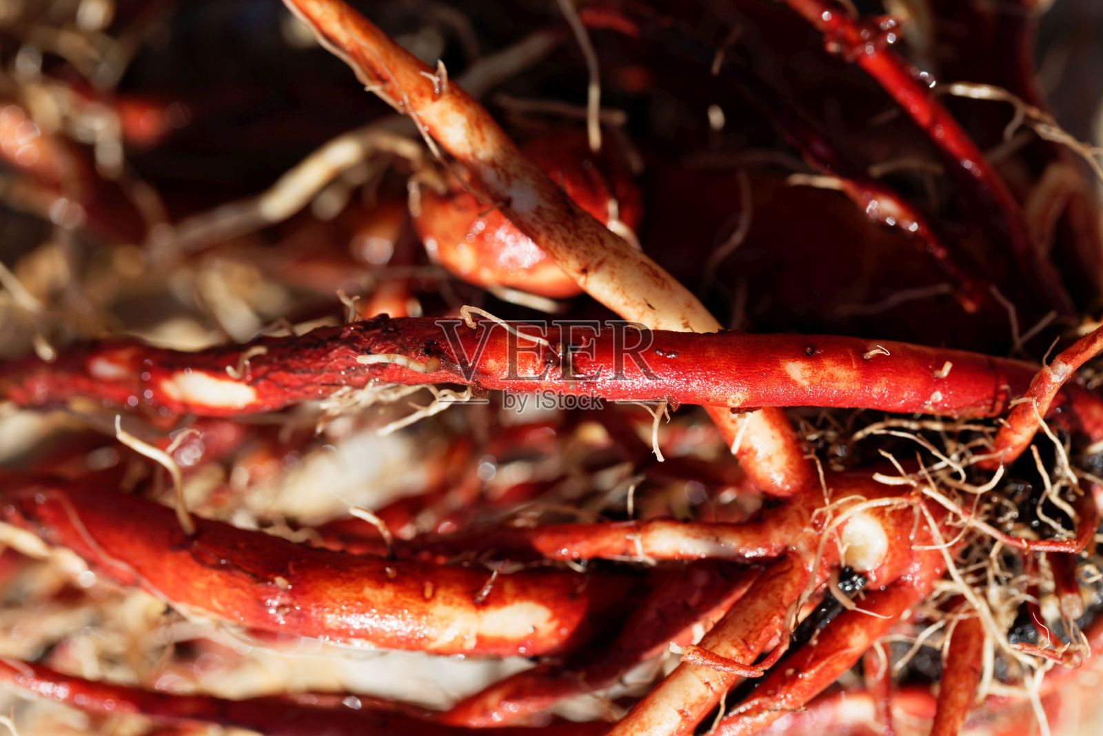 花园土壤中的一种红色鼠尾草的新鲜根，丹参照片摄影图片