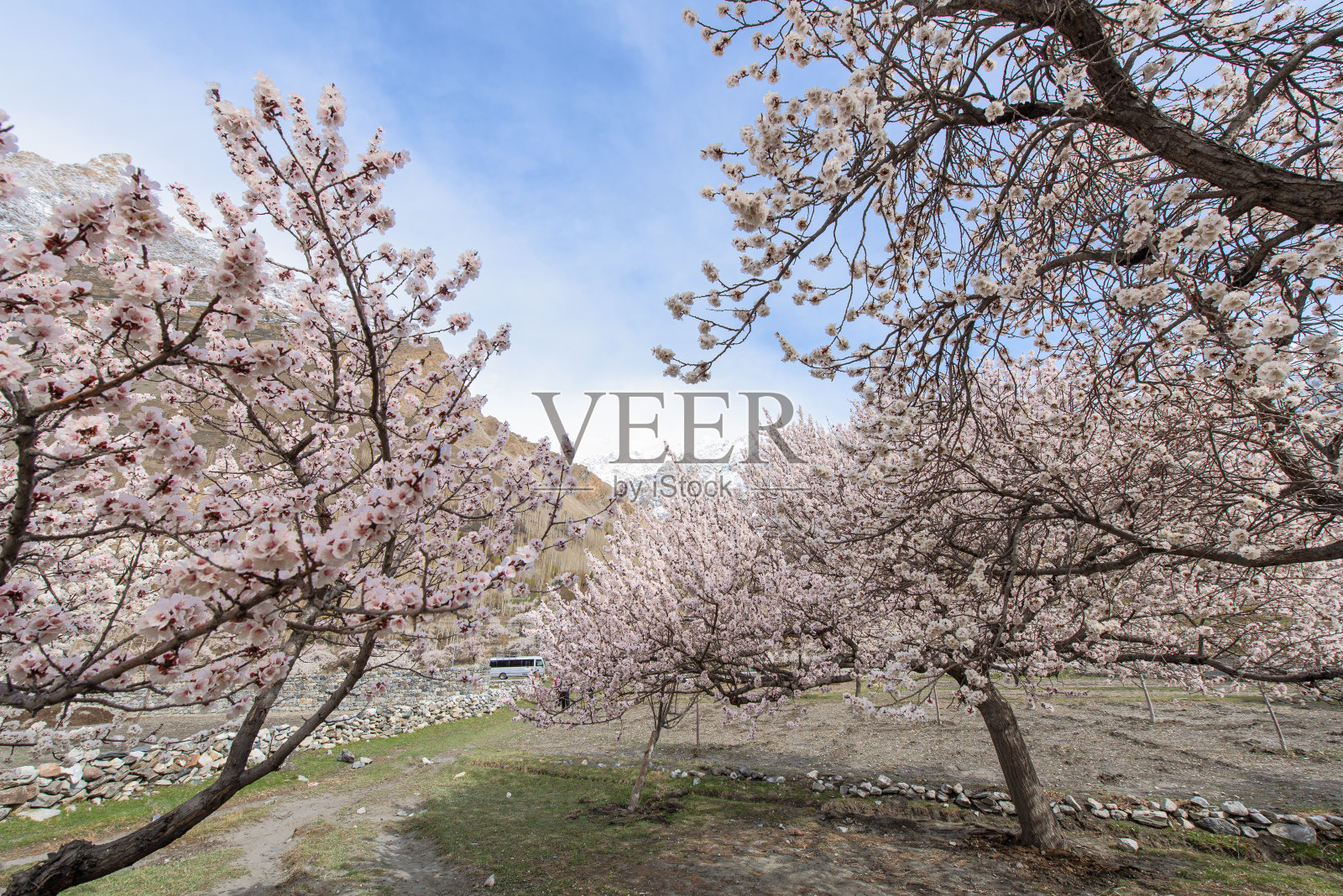 巴基斯坦北部春天开花的杏树照片摄影图片