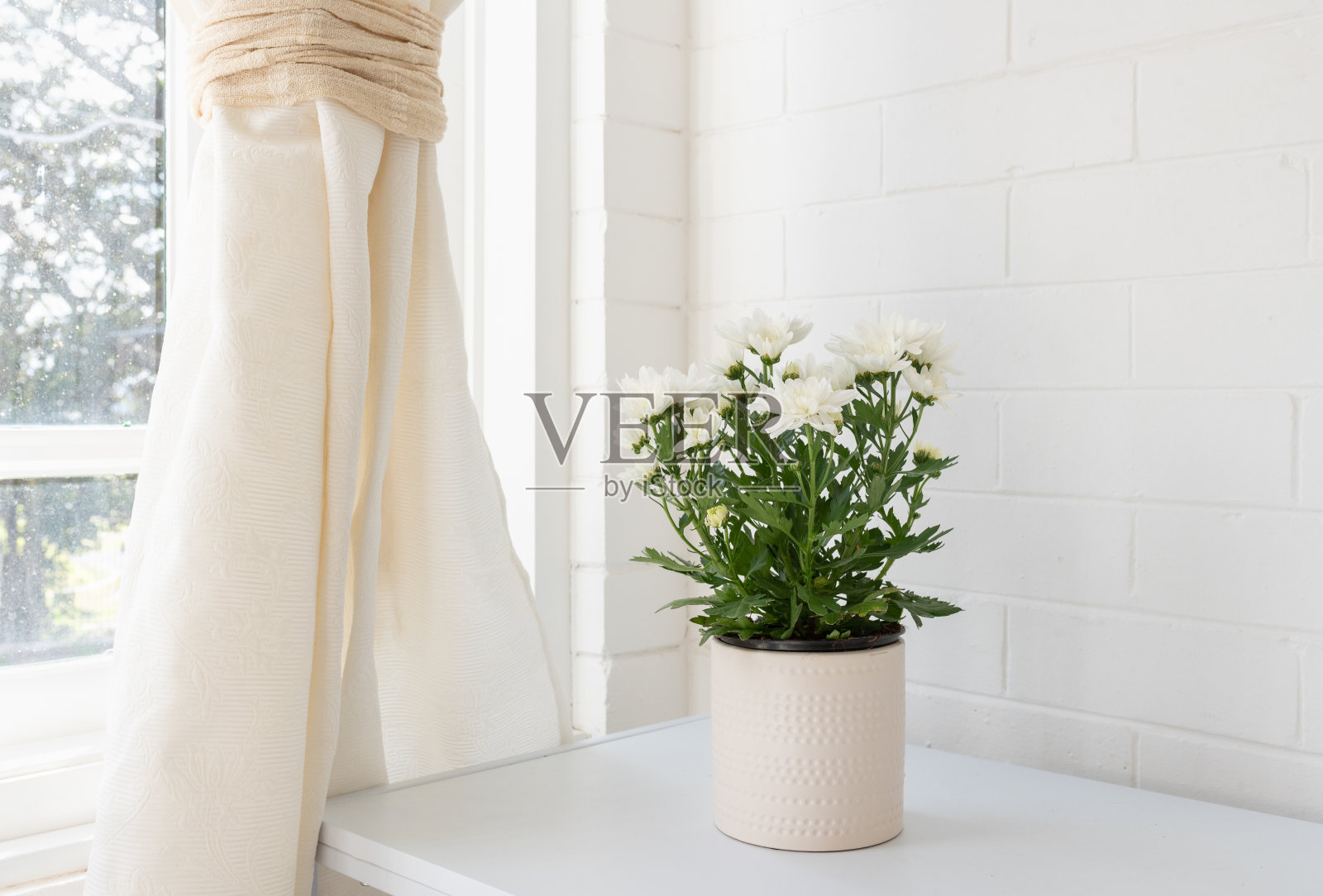 窗边桌上的花盆里放着白菊花照片摄影图片