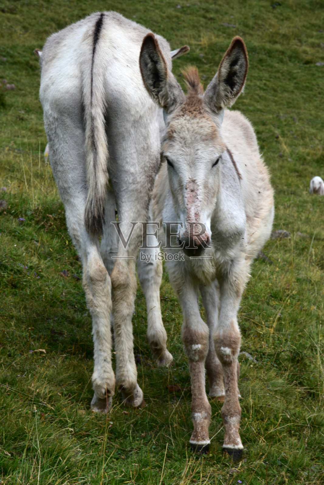 一头驴子前前后后。照片摄影图片