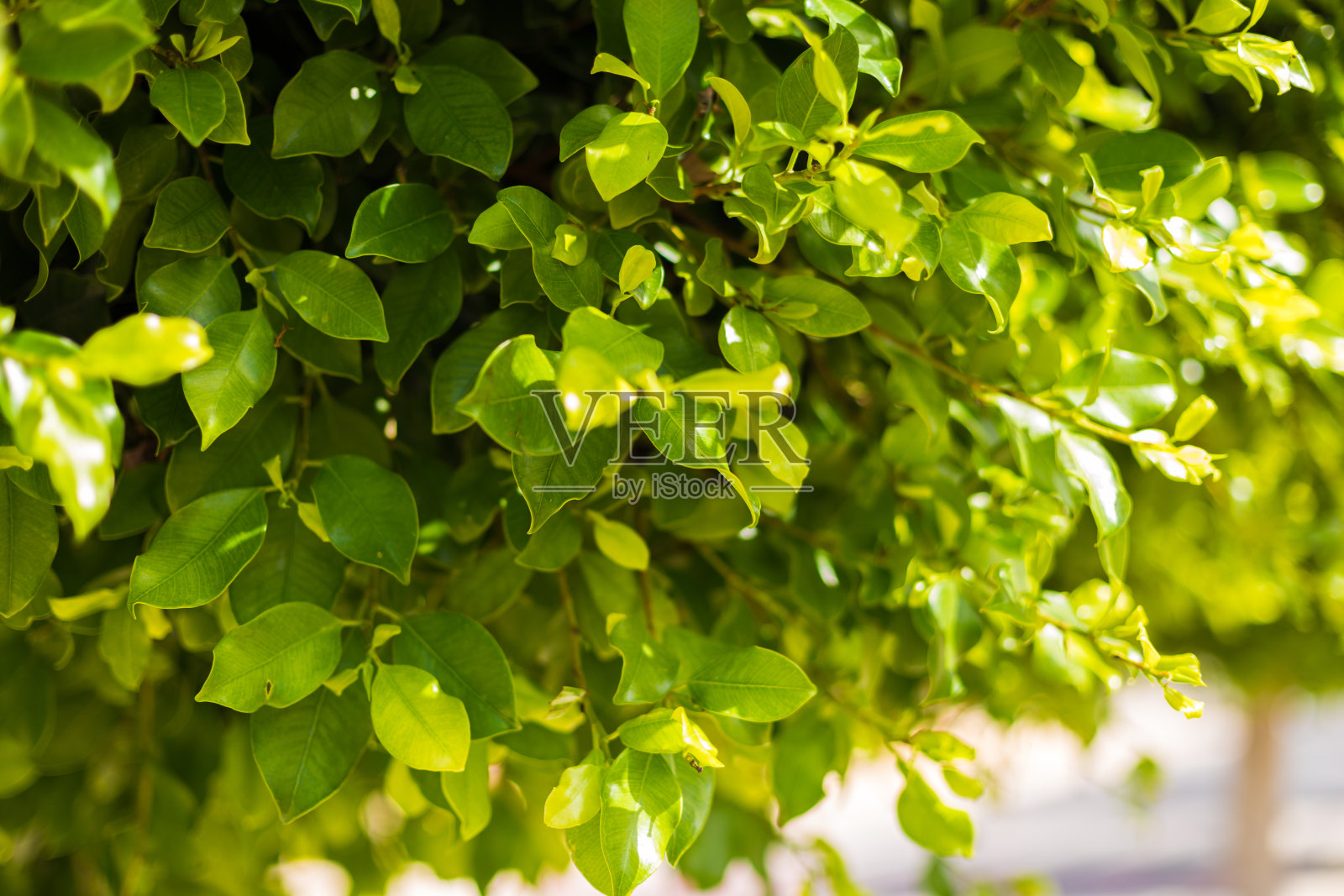 特写自然绿叶在模糊的街道背景与复制空间，采用自然绿色植物景观，生态，新鲜的壁纸概念作为背景照片摄影图片