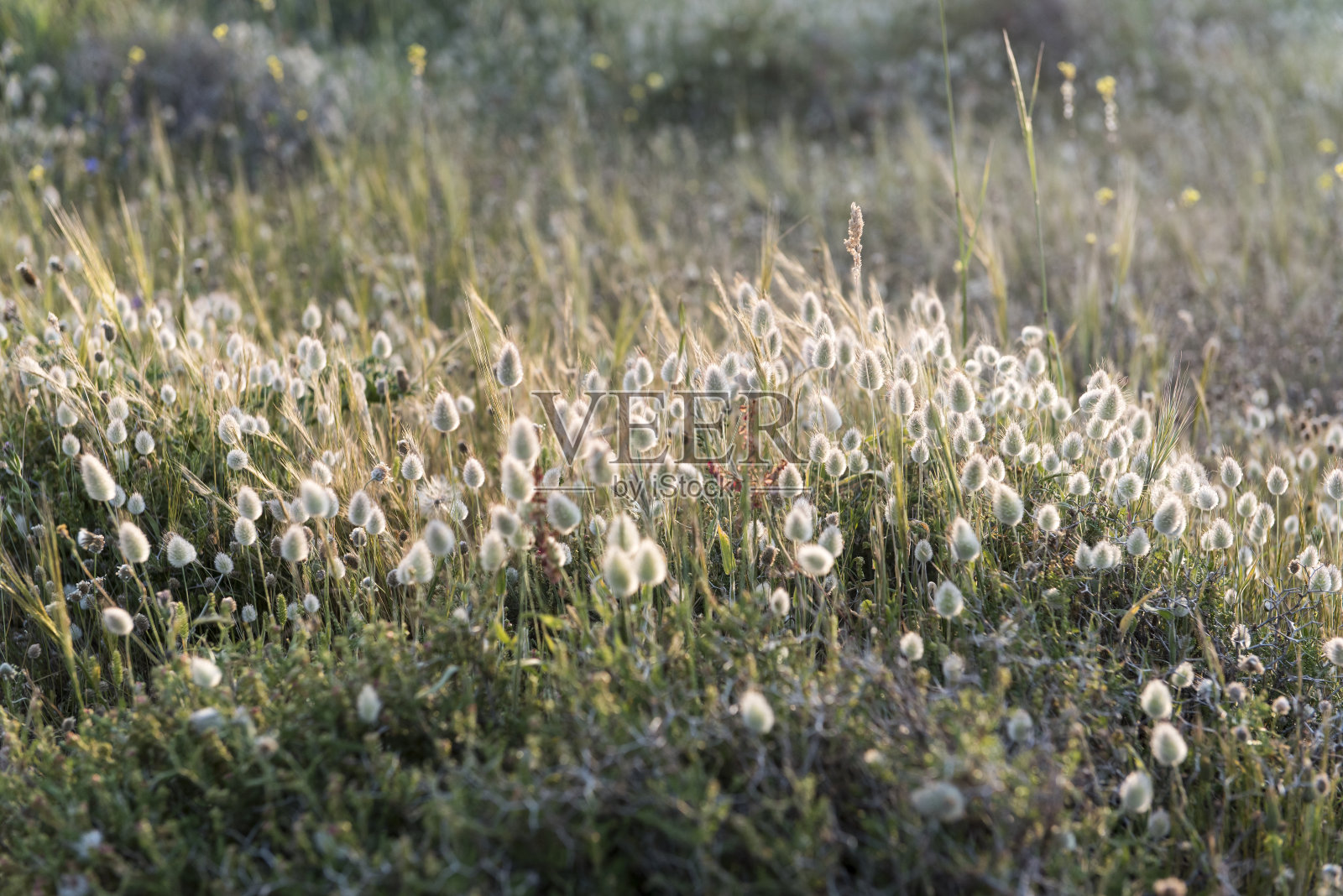 自然照片摄影图片