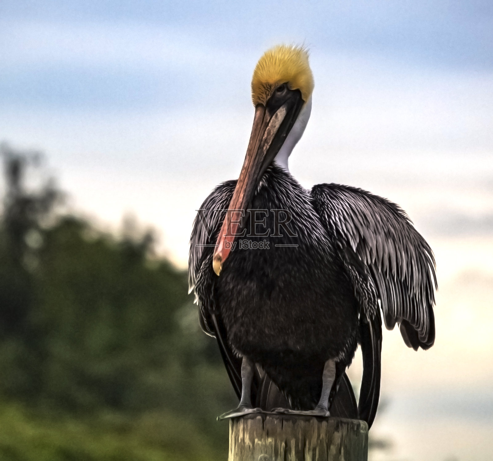 鹈鹕在码头照片摄影图片