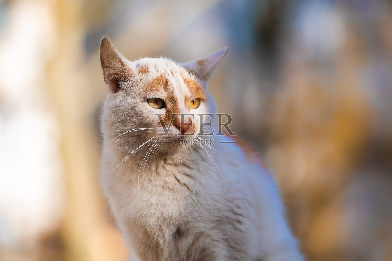 这只猫在脱壳的时候，肖像上有美丽的背景照片摄影图片