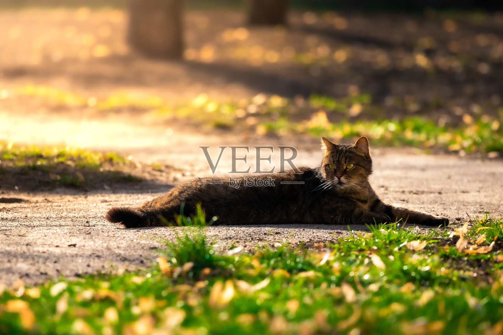 一只猫在温暖的日子里晒太阳，挠着背照片摄影图片